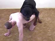 Huge fat dog fucks a small thin man in his ass
